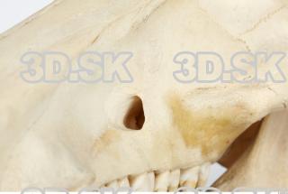 Skull Boar - Sus scrofa 0016